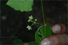 Tylophora pauciflora